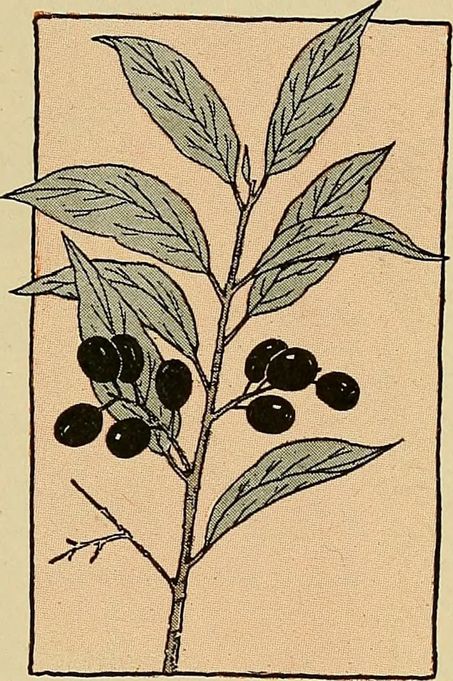 An illustration from Two little southern sisters and their garden plays, 1919, leaf 70