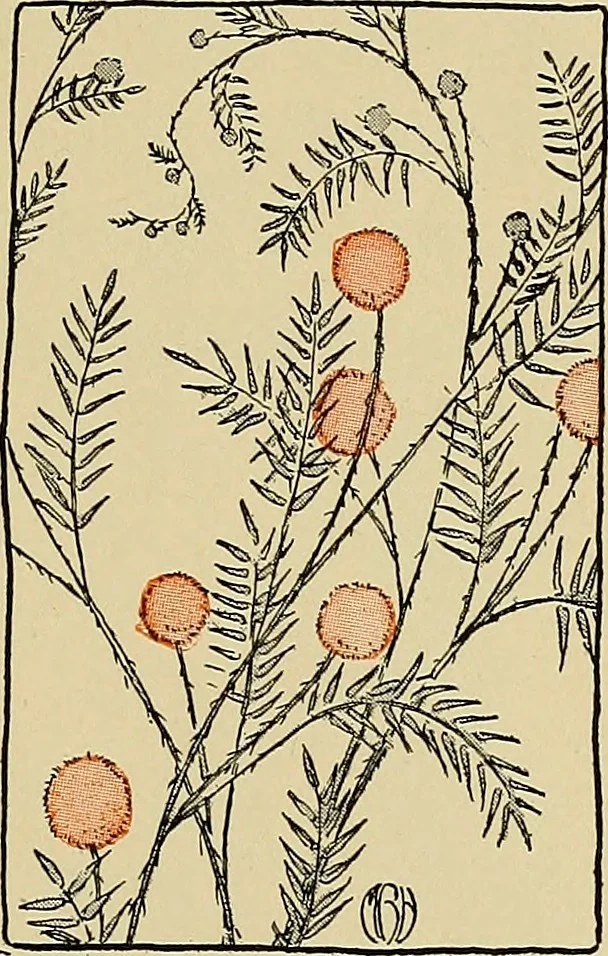 An illustration from Two little southern sisters and their garden plays, 1919, leaf 82