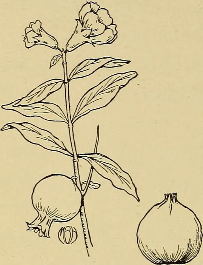 An illustration from Two little southern sisters and their garden plays, 1919, leaf 93