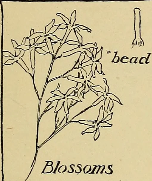 An illustration from Two little southern sisters and their garden plays, 1919, leaf 98