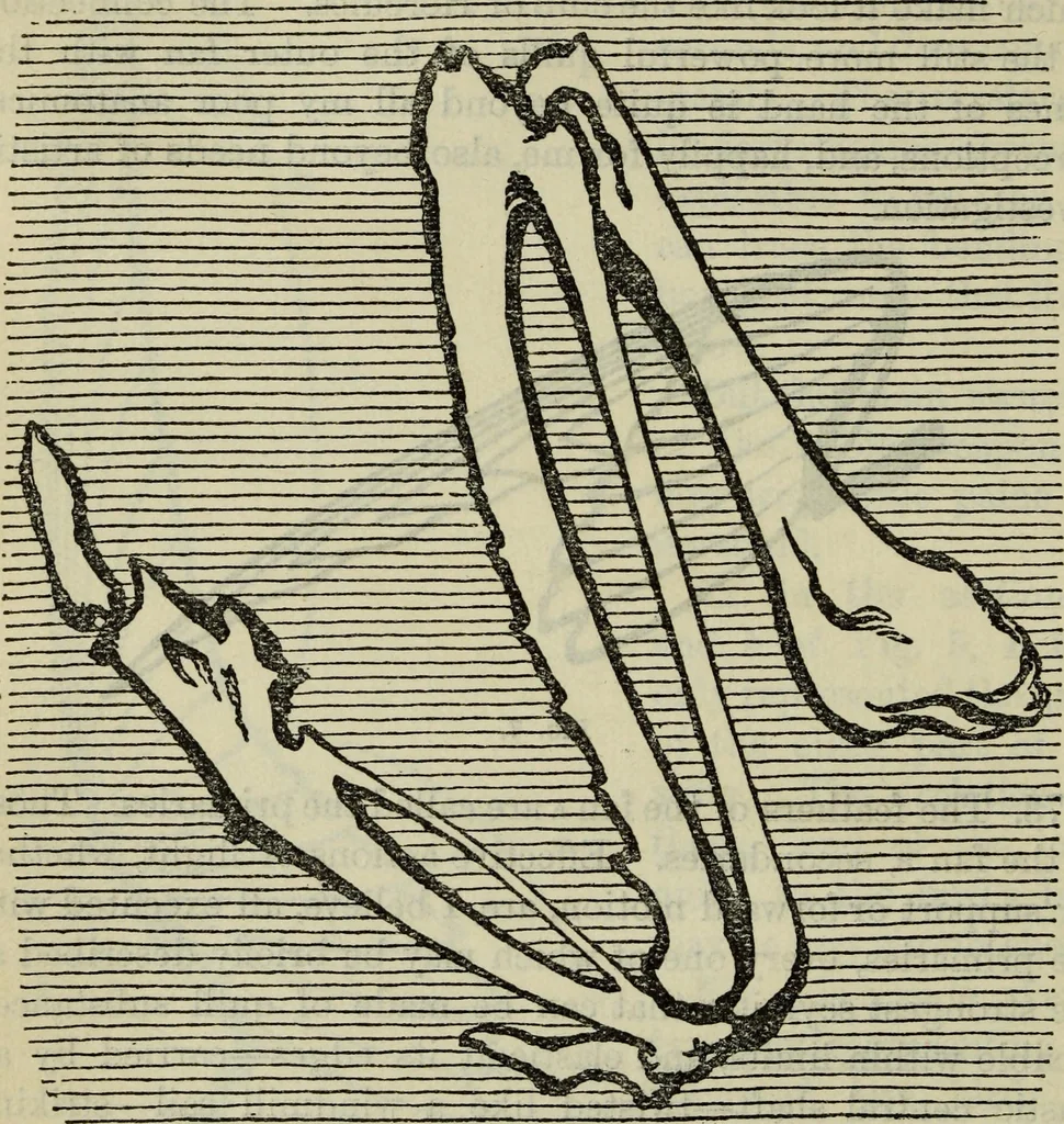 An illustration from The two paths ; Love's meinie ; also, Val d'arno ; The pleasures of England ; Mornings in Florence ; Time and tide ; The art of England ; Notes on the construction of sheepfolds, 1800, leaf 213