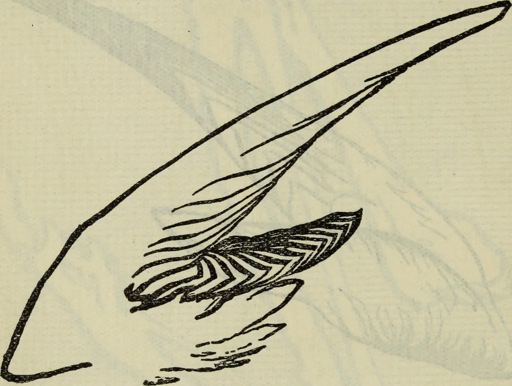 An illustration from The two paths ; Love's meinie ; also, Val d'arno ; The pleasures of England ; Mornings in Florence ; Time and tide ; The art of England ; Notes on the construction of sheepfolds, 1800, leaf 215
