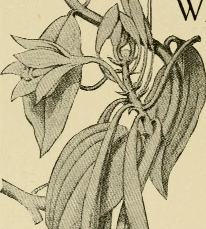 An illustration from The typography of advertisements that pay : how to choose and combine type faces, engravings and all the other mechanical elements of modern advertisement construction, 1917, leaf 181
