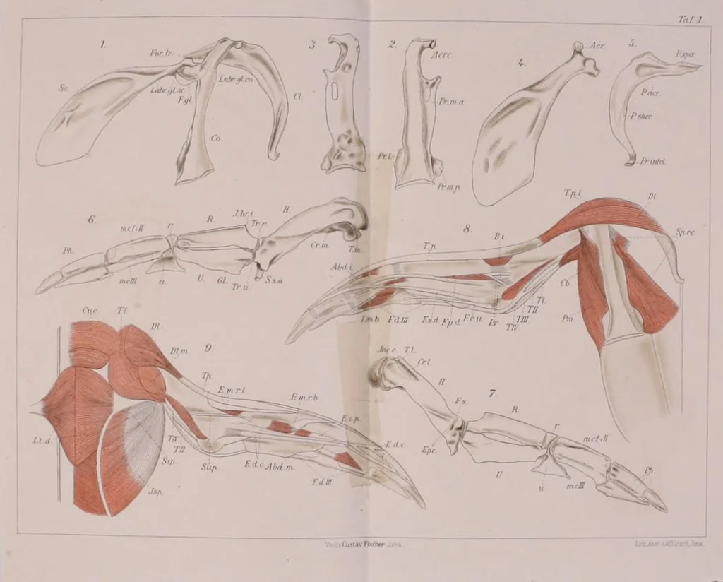 An illustration from Ueber die Vorderextremität von Eudyptes chrysocome und deren Entwickelung, 1904, leaf 65
