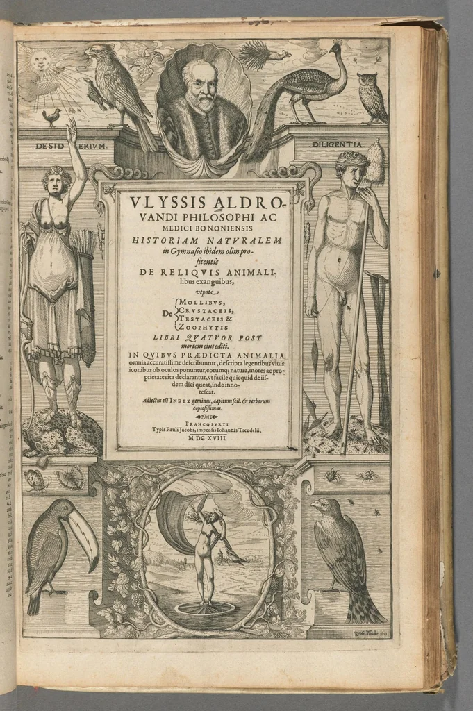 An illustration from Ulyssis Aldrovandi... Historiam naturalem...de animalibus insectis libri septem.., 1618, leaf 337