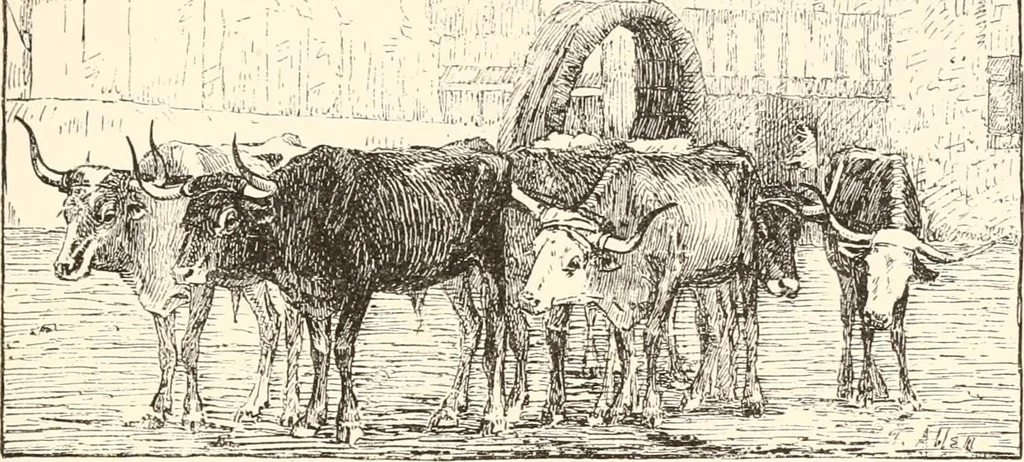 An illustration from The United States art directory and yearbook : [1st-2d year] : a guide for artists, art students, travellers, etc., 1888, leaf 246