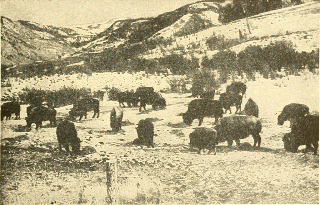 An illustration from The United States in prophecy; our country, its past, present, and future, and what the Scriptures say of it, 1914, leaf 28