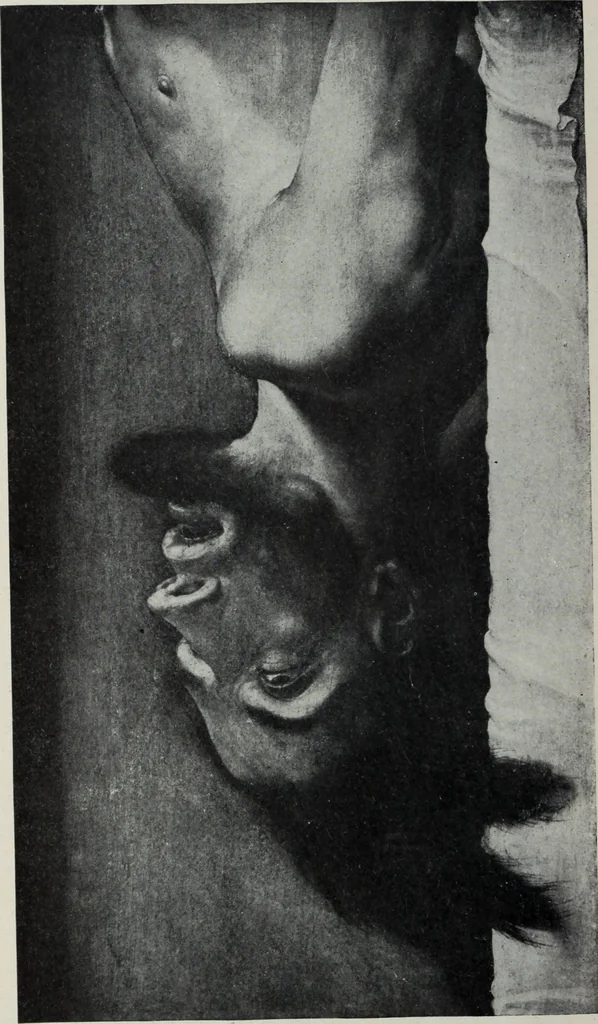 An illustration from The University prints. Student series D. Art of the Netherlands and Germany; five hundred reproductions illustrating the Flemish, Dutch, and German schools of painting, from the early fifteenth to the eighteenth century; German sculpture from the eleventh to the seventeenth century, 1907, leaf 445