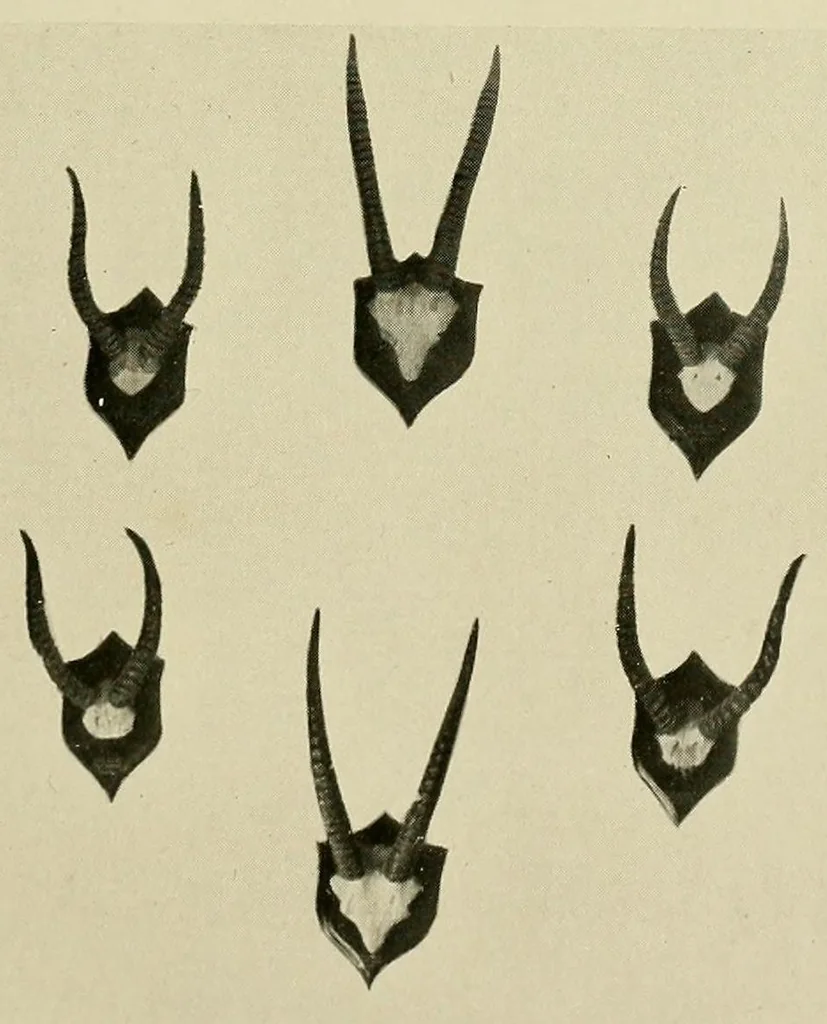 An illustration from Up against it in Nigeria : With 47 illustrations, 1922, leaf 53