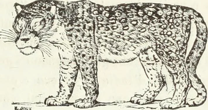 An illustration from Usi e costumi sociali, politici e religiosi di tutti i popoli del mondo : da documenti autentici e dai viaggi migliori e più recenti, 1844, leaf 354