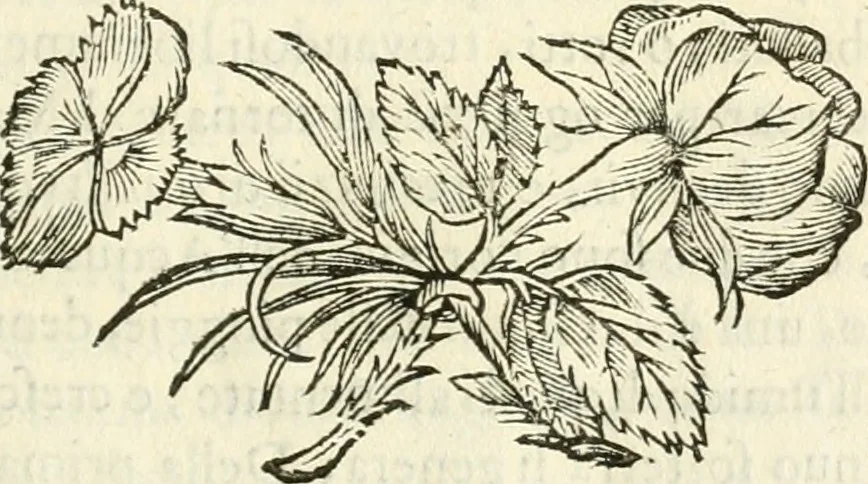 An illustration from Utilissimo trattato dell'acque correnti : diviso in tre libri : nel quale si notificano le misure, ed esperienze di esse : i giuochi, e scherzi, li quali per mezzo dell'aria, e del fuoco, vengono operati dall'acqua : con diversi necessarii ammaestramenti intorno al modo di far condotti, fistole, bottini, ed altro, per condurre l'acque ne' luoghi destinati : con una esatta notizia di tutto quello, ch'è stato operato intorno alla conduttura dell' acqua di Bracciano, 1696, leaf 24
