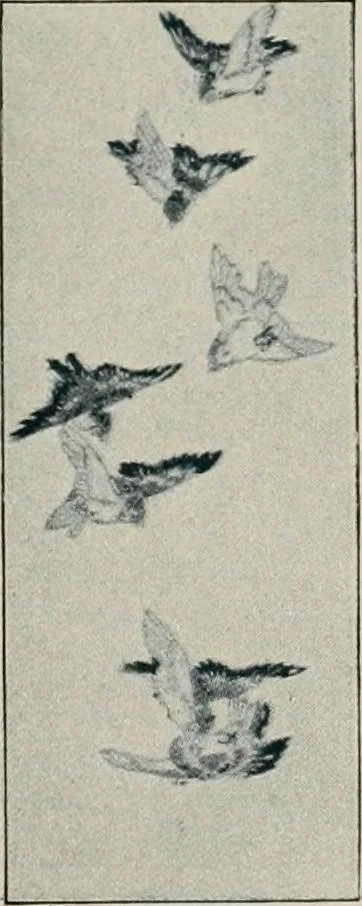An illustration from Vantine's., 1917, leaf 110