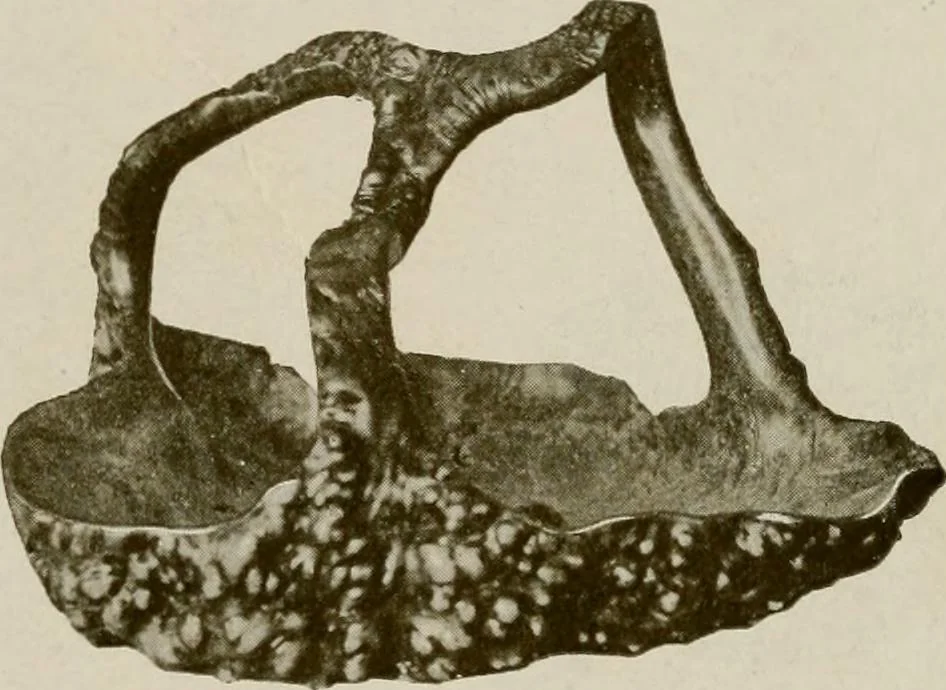 An illustration from Vantine's., 1917, leaf 120