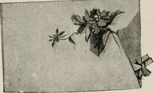 An illustration from Vantine's., 1917, leaf 27