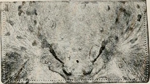 An illustration from Vantine's., 1917, leaf 57