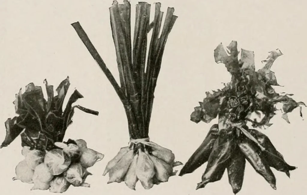 An illustration from Vantine's., 1917, leaf 71