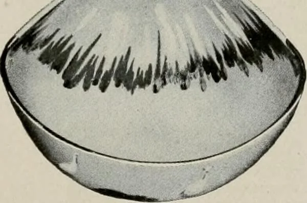 An illustration from Vantine's., 1917, leaf 98