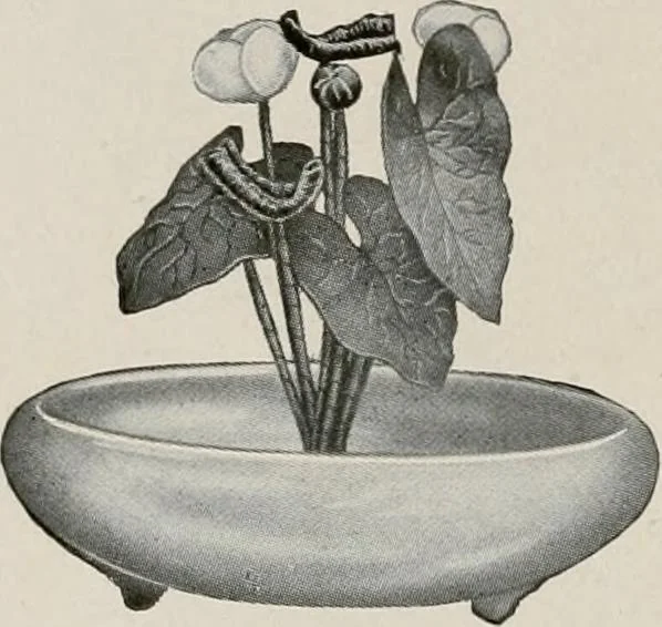 An illustration from Vantine's., 1917, leaf 99