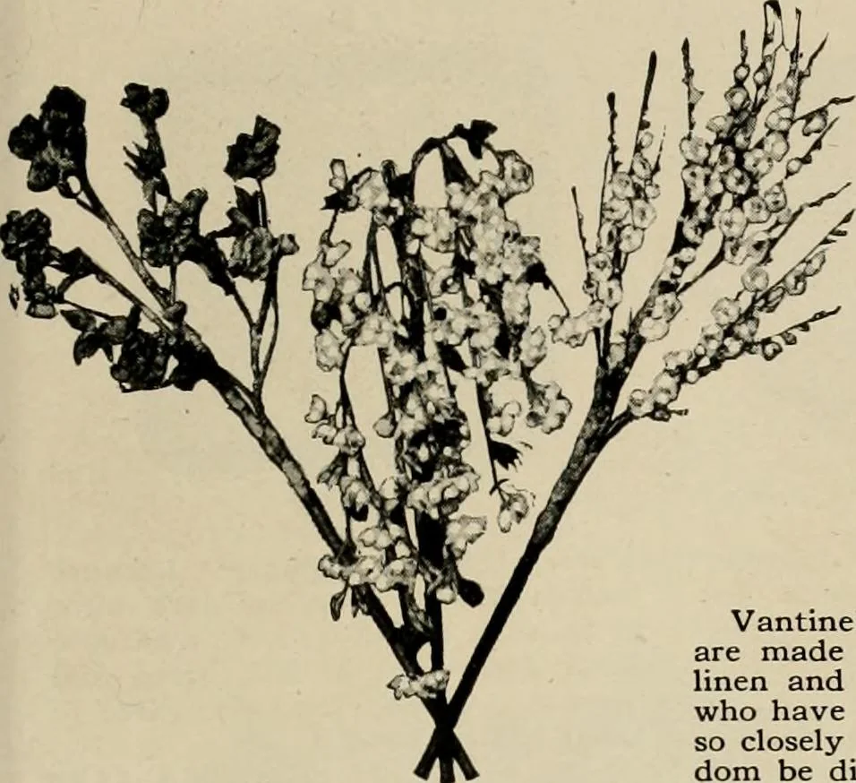 An illustration from Vantine's, the oriental store., 1919, leaf 64