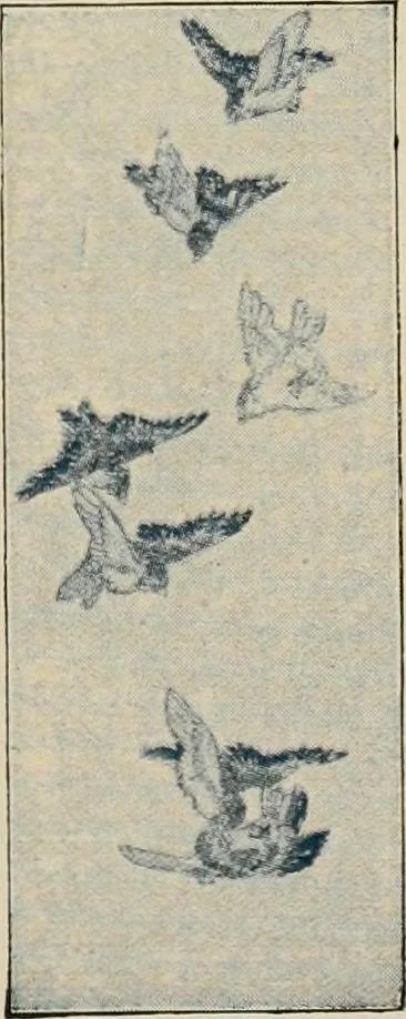 An illustration from Vantine's, the oriental store., 1919, leaf 78