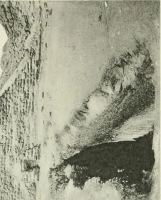 An illustration from Varia africana. I-5, 1917, leaf 140