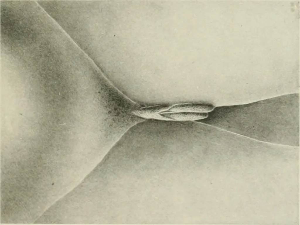 An illustration from Varia africana. I-5, 1917, leaf 190