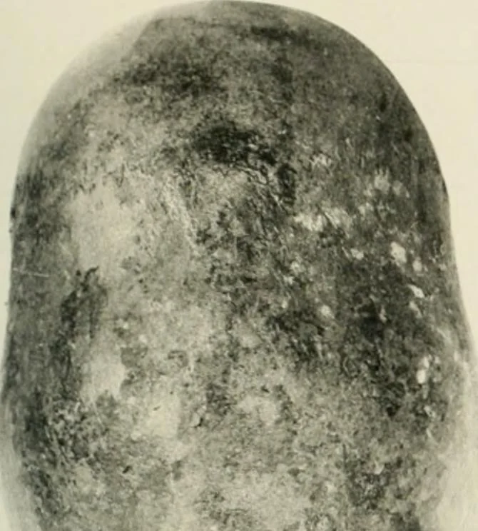 An illustration from Varia africana. I-5, 1917, leaf 196