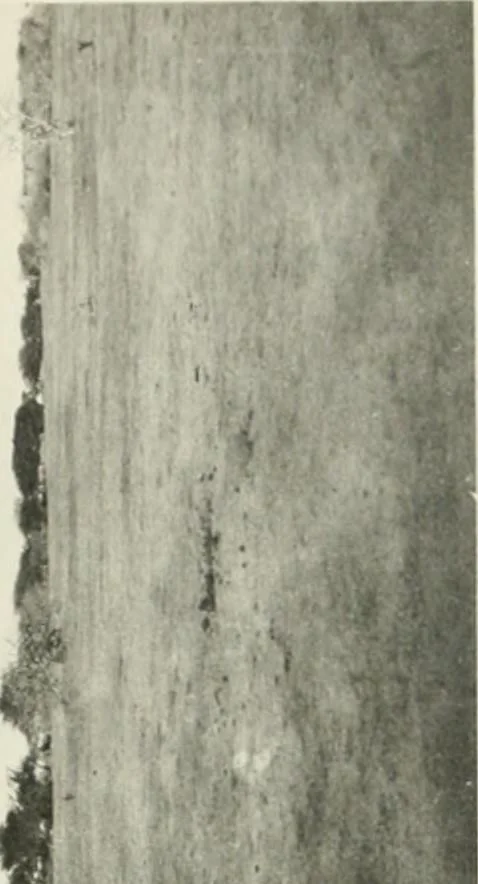 An illustration from Varia africana. I-5, 1917, leaf 282
