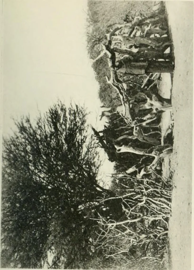 An illustration from Varia africana. I-5, 1917, leaf 284