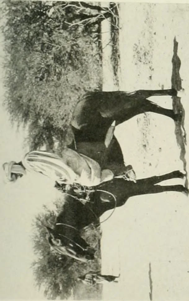 An illustration from Varia africana. I-5, 1917, leaf 288