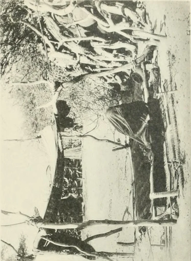 An illustration from Varia africana. I-5, 1917, leaf 290