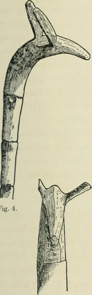 An illustration from Varia africana. I-5, 1917, leaf 470