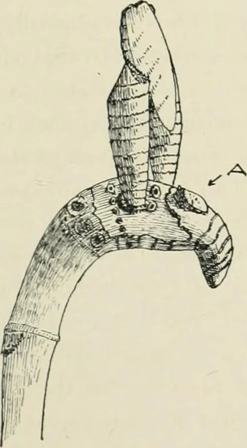 An illustration from Varia africana. I-5, 1917, leaf 470