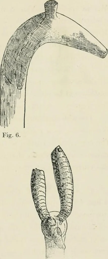 An illustration from Varia africana. I-5, 1917, leaf 470