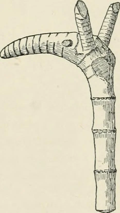 An illustration from Varia africana. I-5, 1917, leaf 472