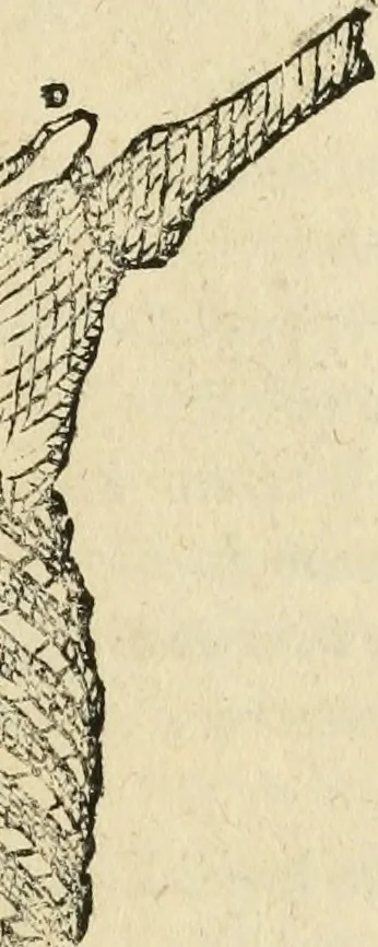 An illustration from Varia commensuracion para la escultura y arquitectura, 1795, leaf 144