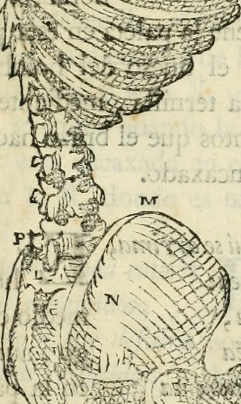An illustration from Varia commensuracion para la escultura y arquitectura, 1795, leaf 146