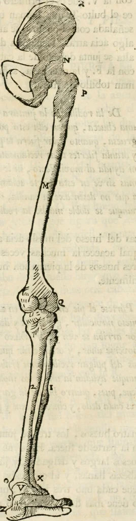 An illustration from Varia commensuracion para la escultura y arquitectura, 1795, leaf 153