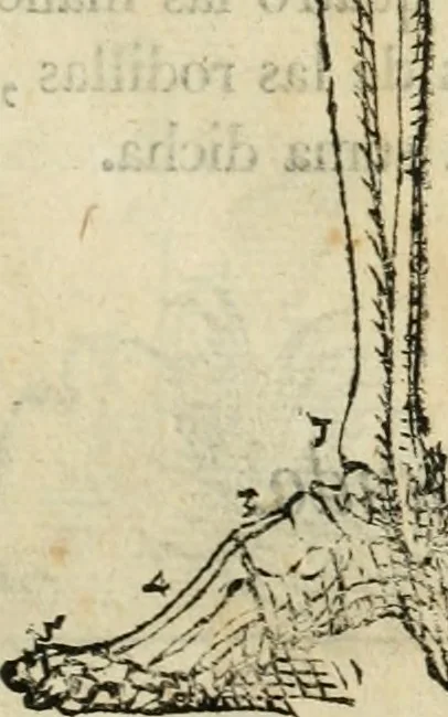 An illustration from Varia commensuracion para la escultura y arquitectura, 1795, leaf 154