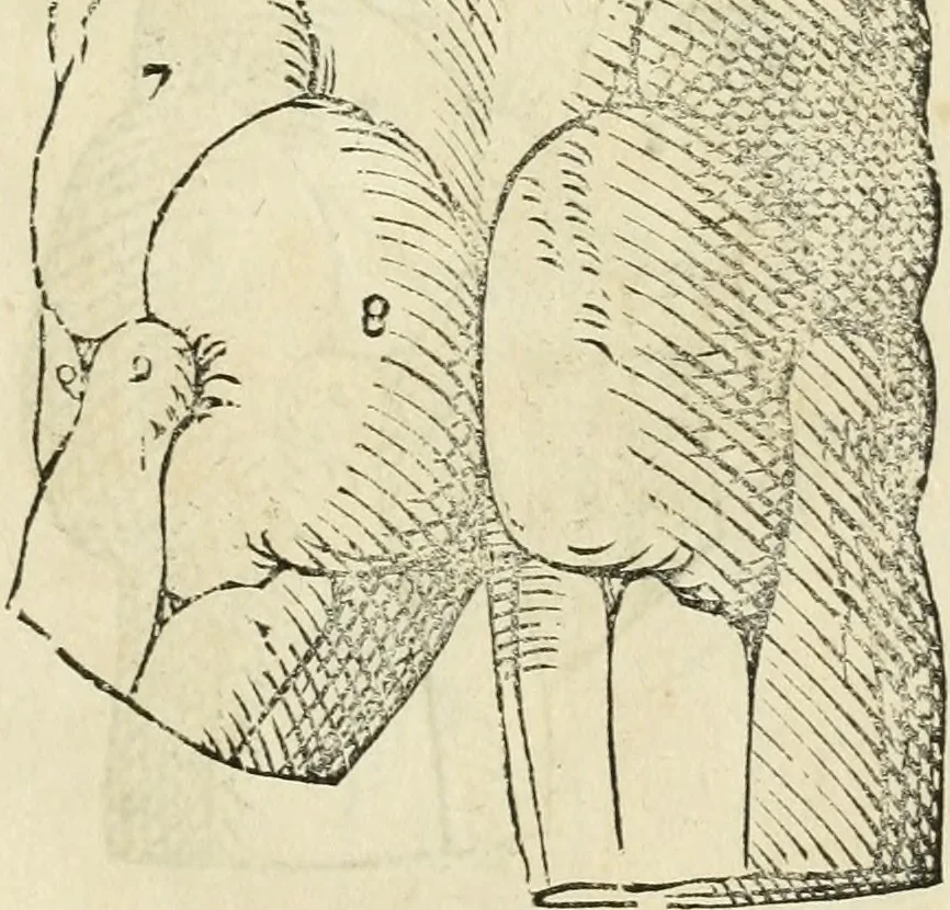 An illustration from Varia commensuracion para la escultura y arquitectura, 1795, leaf 168
