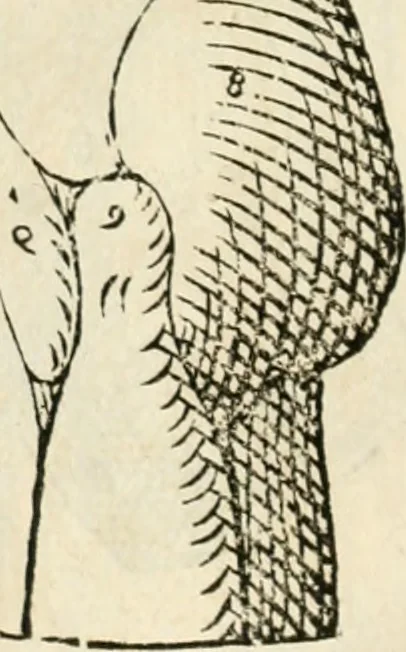 An illustration from Varia commensuracion para la escultura y arquitectura, 1795, leaf 169
