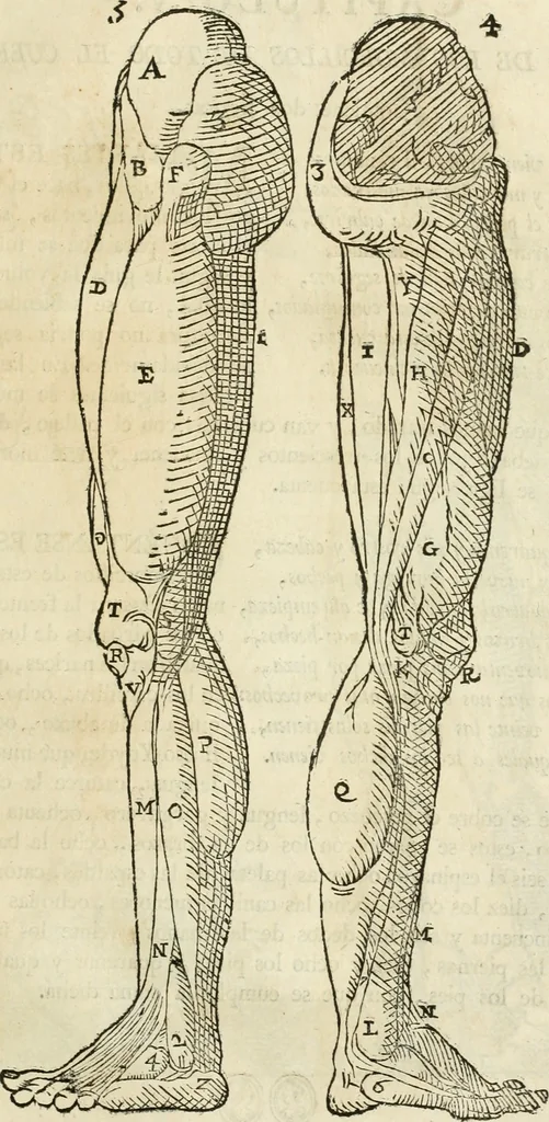 An illustration from Varia commensuracion para la escultura y arquitectura, 1795, leaf 180