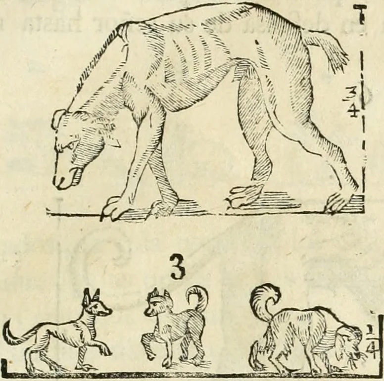 An illustration from Varia commensuracion para la escultura y arquitectura, 1795, leaf 224