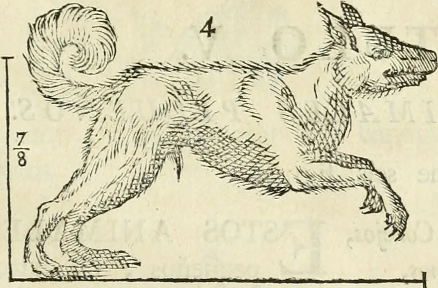 An illustration from Varia commensuracion para la escultura y arquitectura, 1795, leaf 224