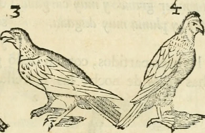 An illustration from Varia commensuracion para la escultura y arquitectura, 1795, leaf 228