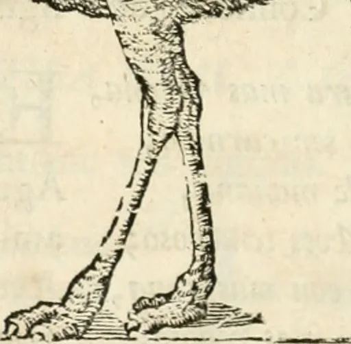 An illustration from Varia commensuracion para la escultura y arquitectura, 1795, leaf 229