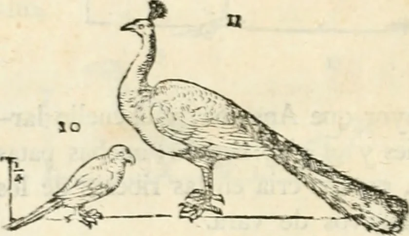 An illustration from Varia commensuracion para la escultura y arquitectura, 1795, leaf 233