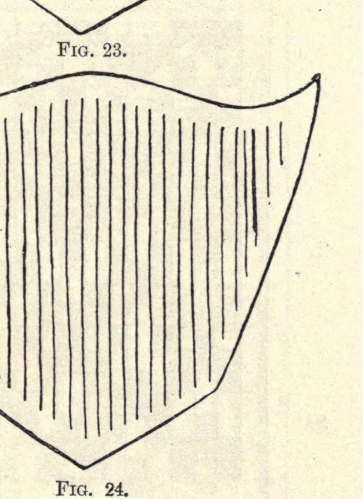 An illustration from Varied occupations in weaving, 1901, leaf 51