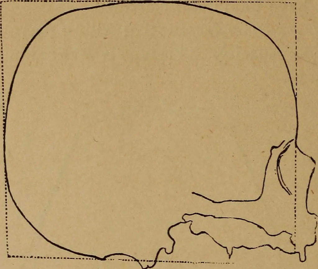 An illustration from The varieties of the human species: principles and method of classification, 1894, leaf 37
