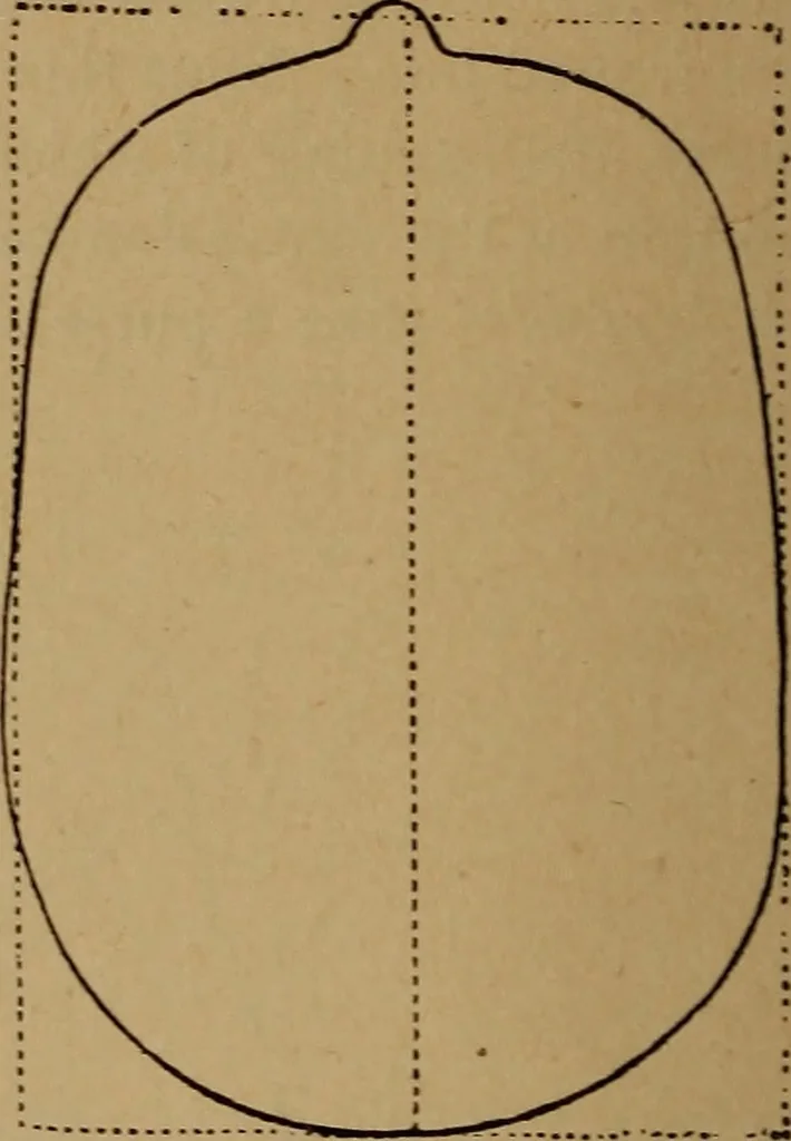 An illustration from The varieties of the human species: principles and method of classification, 1894, leaf 41